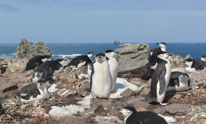 Königspinguin auf King George Island, Antarktis. Foto: Paul-Antoine Libourel/Science