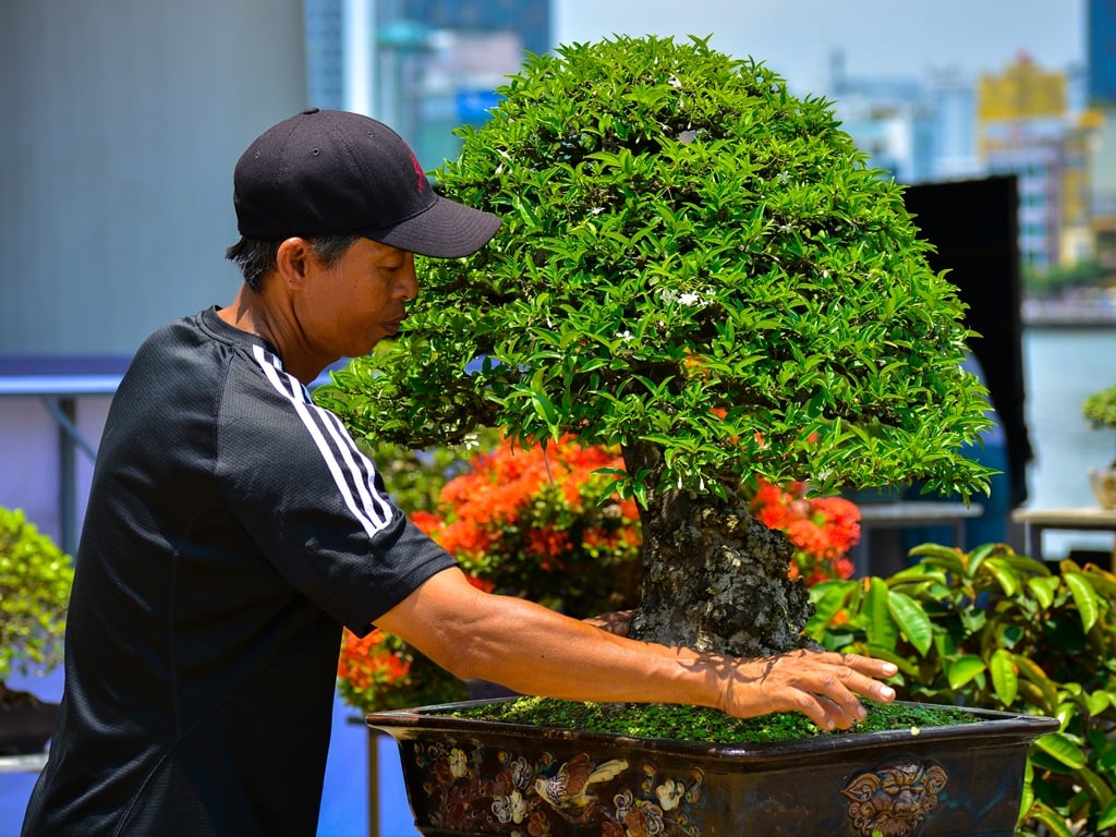 Chiêm ngưỡng hàng trăm cây bonsai "độc lạ" dưới chân cầu Sông Hàn - Ảnh 2.