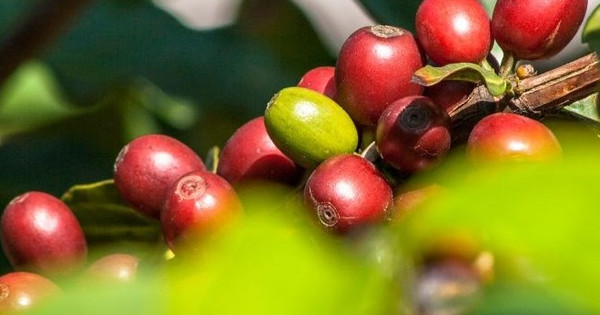 Les exportations mondiales de café en baisse de 6,2 % au cours des sept premiers mois de la campagne 2022-2023