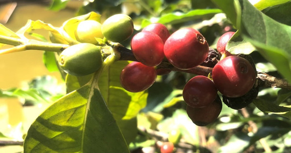 Vietnam's coffee market share in China drops sharply, losing its leading position to Brazil