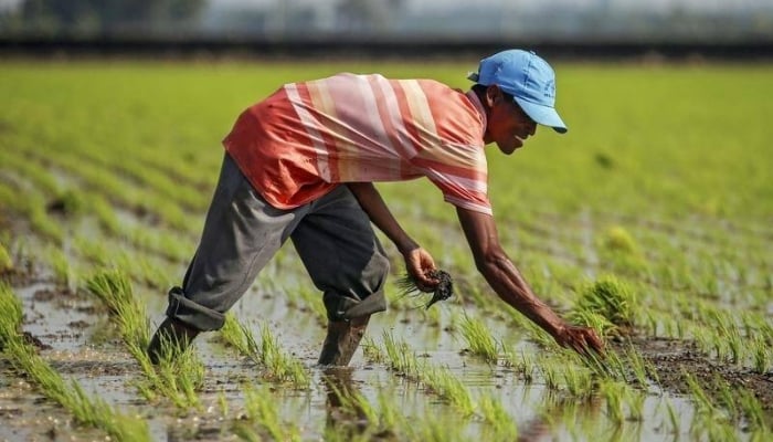 El Nino suy yếu, La Nina có thể xuất hiện vào nửa cuối năm 2024