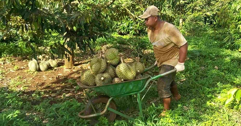 Seien Sie beim Kauf und Verkauf von Durian vorsichtig