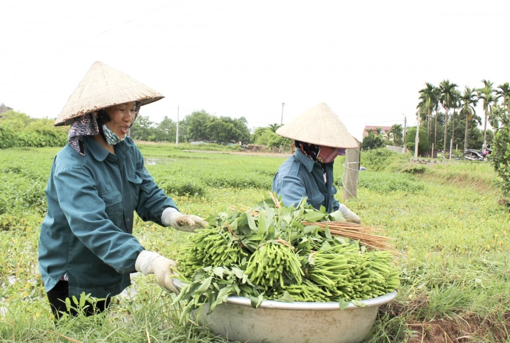 Vùng đất cổ này có rau đặc sản giòn, xưa vua ăn mê tít, thêm của ngon là một con động vật đào hang - Ảnh 1.