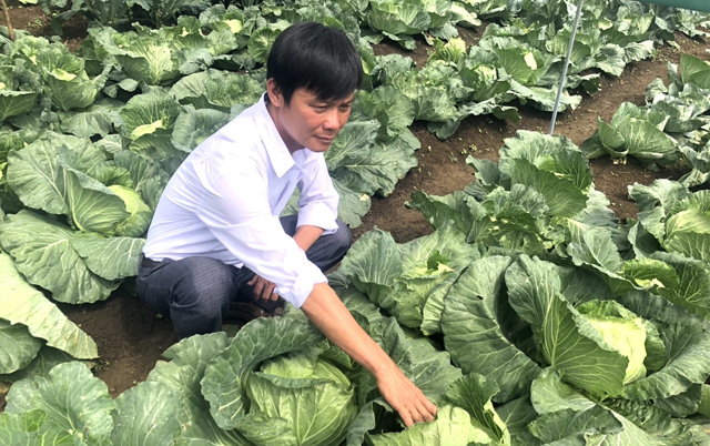Giữa vùng đất nắng gió Quảng Ngãi có một thảo nguyên bao la, nông dân đang trồng thử đủ loại rau xứ lạnh- Ảnh 3.