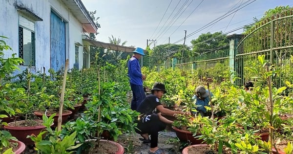 Der Milliarden-Dollar-Garten für gelbe Aprikosen ist so schön wie in den Filmen in An Giang, mit einer einzigartigen Art gelber Aprikosenblüte mit bis zu 150 Blütenblättern.