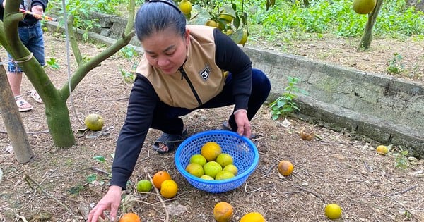 'Royal' oranges fall in large numbers, garden owner does not dare to accept deposits from buyers