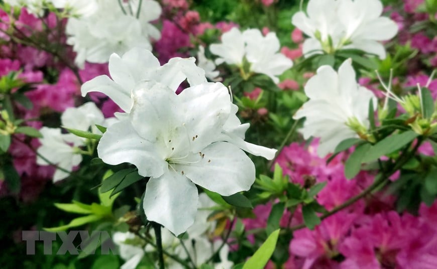 White rhododendron. Photo: VNA.