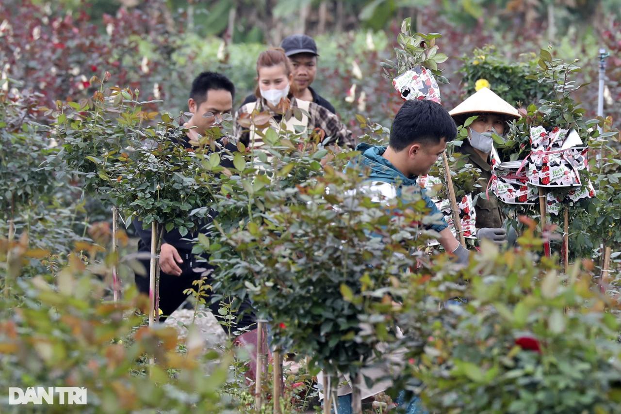 Vùng trồng hoa Mê Linh hối hả vào vụ Tết - 2