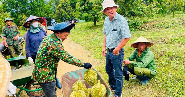 Sắp thu hoạch vườn sầu riêng lớn nhất thế giới, Bầu Đức Hoàng Anh Gia Lai sẽ tiêu thụ ở đâu?