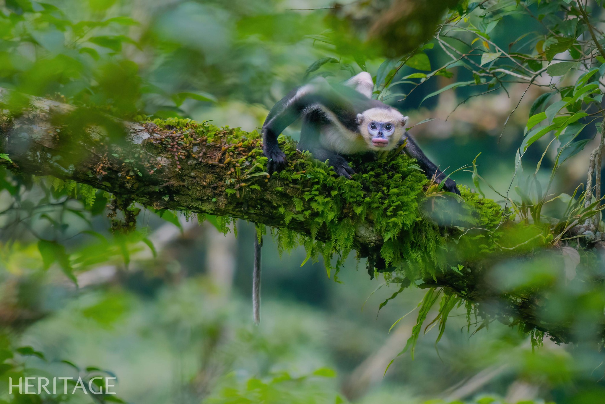 En busca del tesoro de la jungla