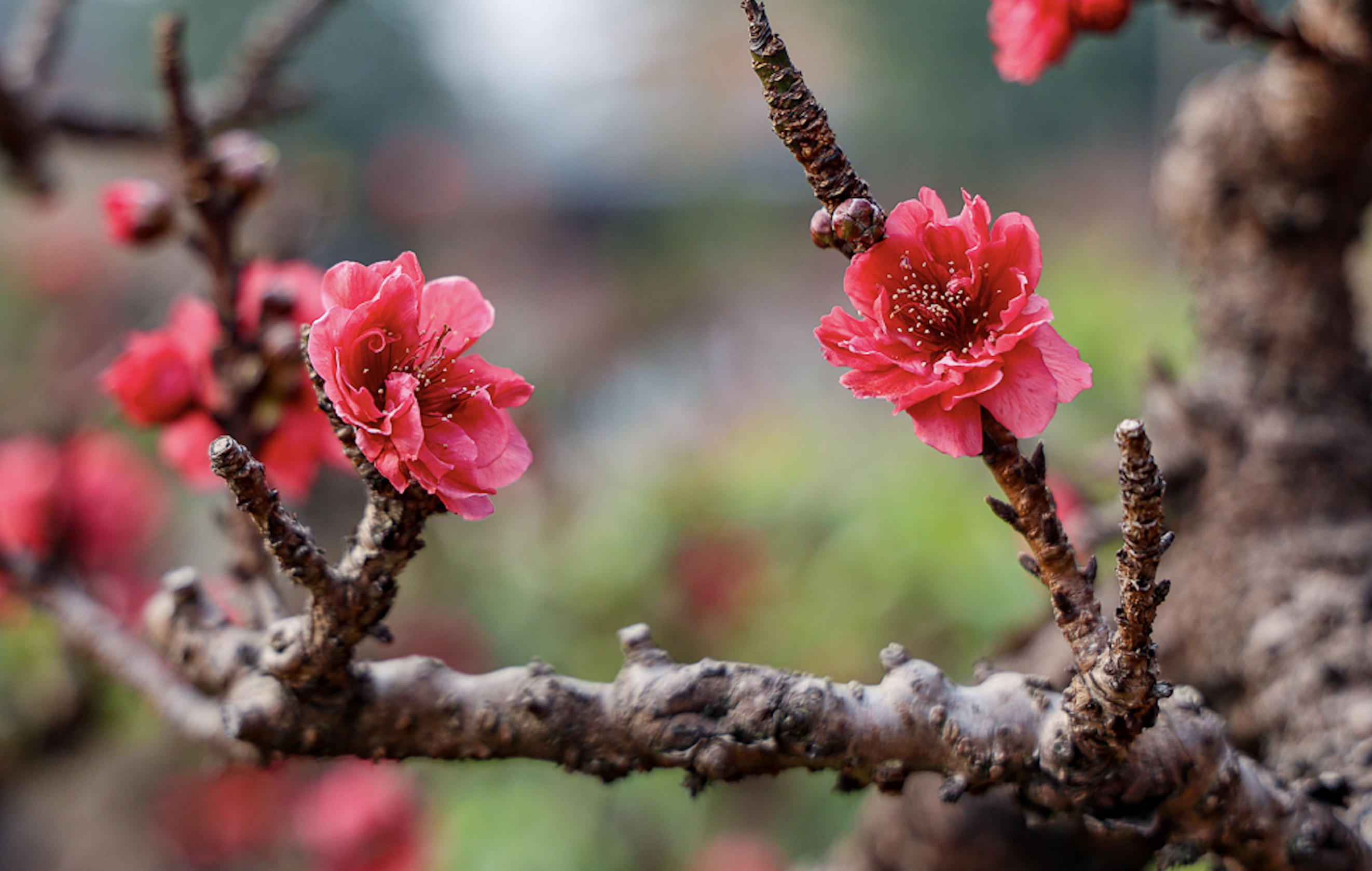 ផ្កា peach ភាគខាងជើងនៅលើខ្ពង់រាប Dak Lak មានភាពអ៊ូអរសម្រាប់ Tet