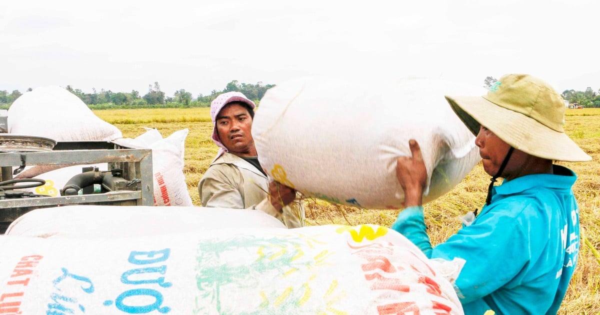 Giá gạo tăng cao: Không tranh thủ sẽ lỡ cơ hội