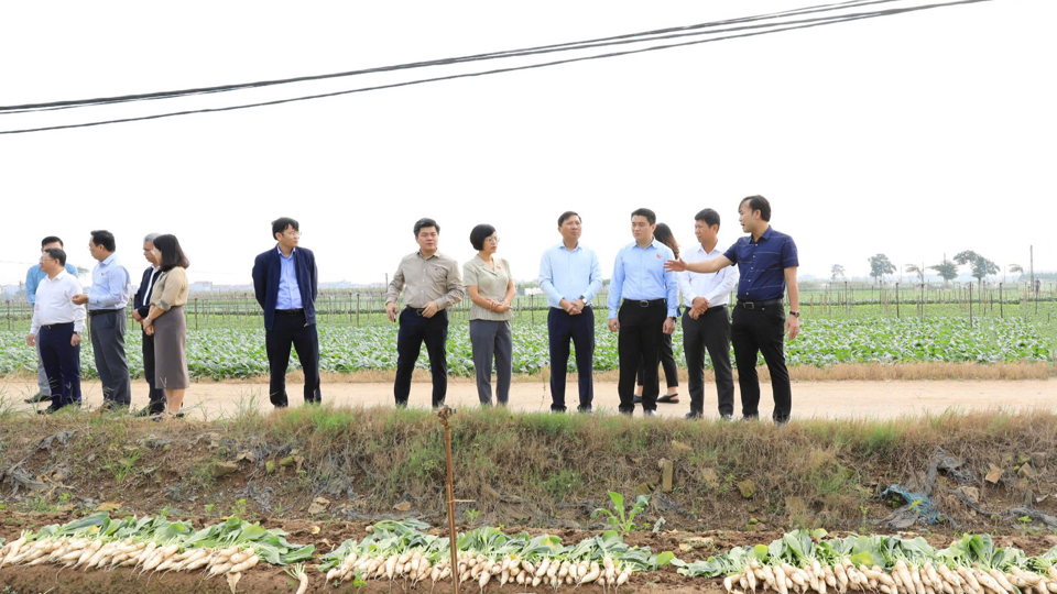 Đoàn giám sát của Thường trực HĐND TP khảo sát thực tế tại vùng đất bãi xã Tráng Việt, huyện Mê Linh 