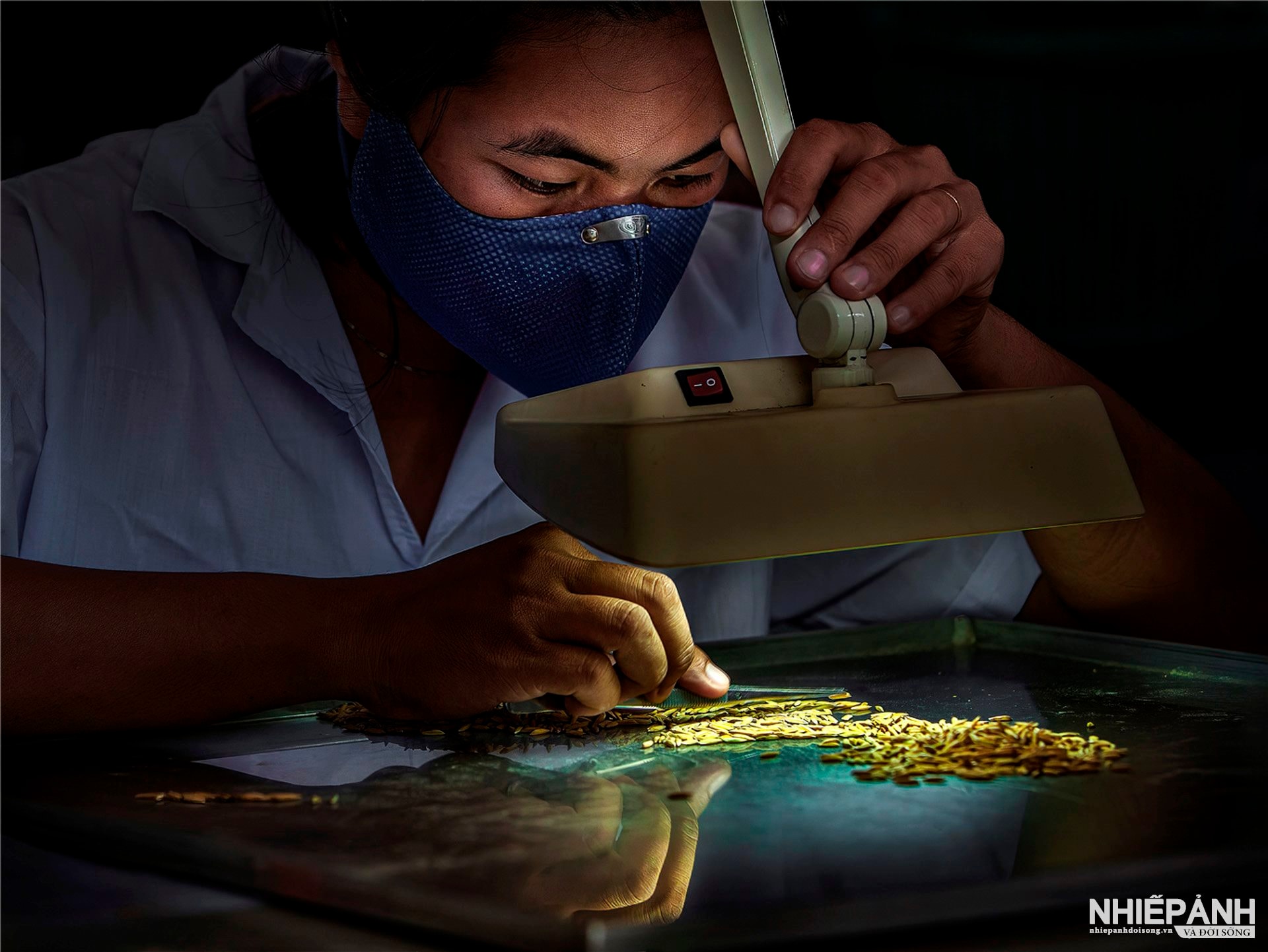 W_5-dong-anh-medal-model-nguyen-cong-thuy-thi-nhan-can-tho-choosing-high-quality-rice-seeds.jpg