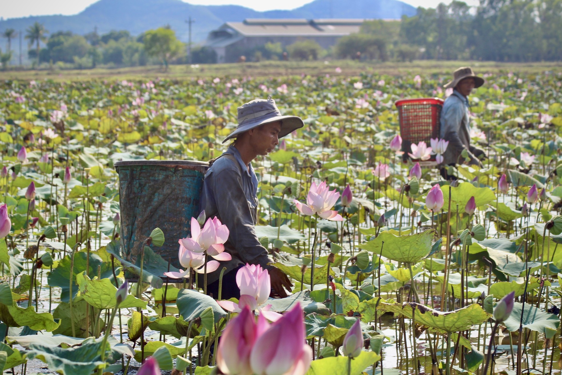 Khanh Hoa farmers harvest lotus flowers in the sun photo 1