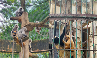 灰色の猿の親が黄色い毛の赤ちゃんを産むというスリリングな物語。動物園が名誉回復に介入