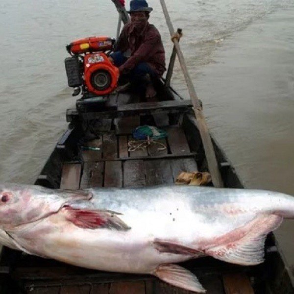 1/5 of fish species in the Mekong River are at risk of extinction