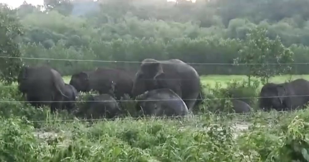 Un troupeau de plus de 10 éléphants s'est rendu à la lisière de la forêt pour trouver de la nourriture à Dong Nai.