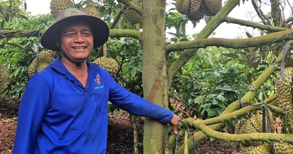 Visita un lugar en Lam Dong para ver a un agricultor multimillonario cultivar durian, el árbol del hombre rico "da a luz" una "fruta de mil millones de dólares"