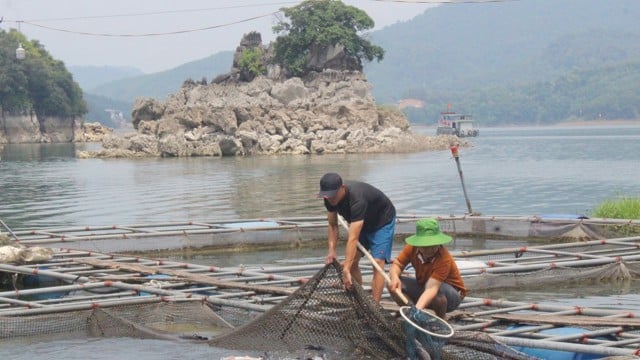 Hoà Bình xây dựng và phát triển thương hiệu cá, tôm Sông Đà