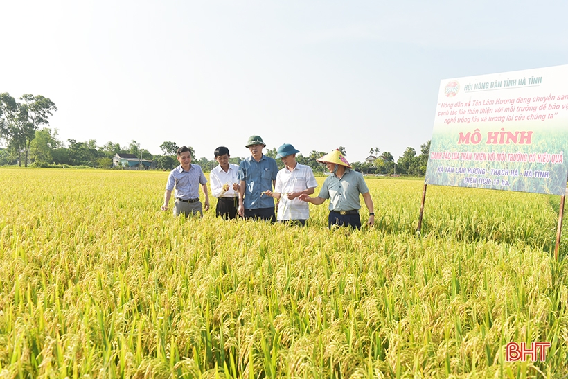 Ha Tinh អនុវត្ត​គំរូ​ដាំ​ស្រូវ​មិន​ប៉ះពាល់​ដល់​បរិស្ថាន