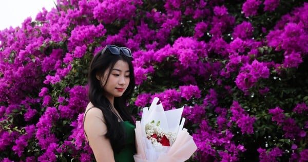 'Fever' avec des fleurs de bougainvilliers éclatantes fleurissant sur les deux rives de la rivière Han