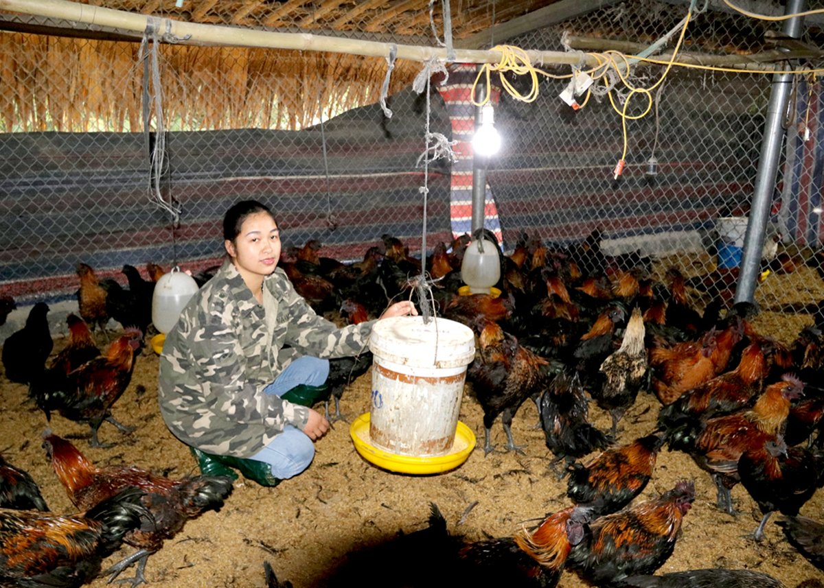 Granja de pollos H'Mong de hueso negro de la Sra. Vi Thi Ngoan, aldea Ban Cuom 2, comuna de Ngoc Duong, ciudad de Ha Giang.