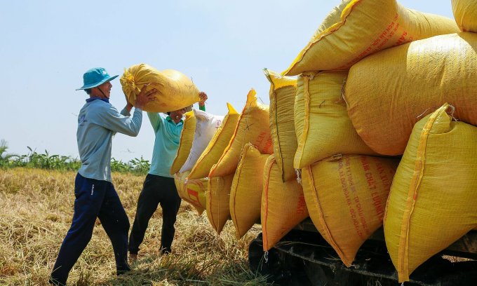 Nông dân thị xã Ngã Năm (Sóc Trăng) thu hoạch lúa vụ. Ảnh: Nguyệt Nhi