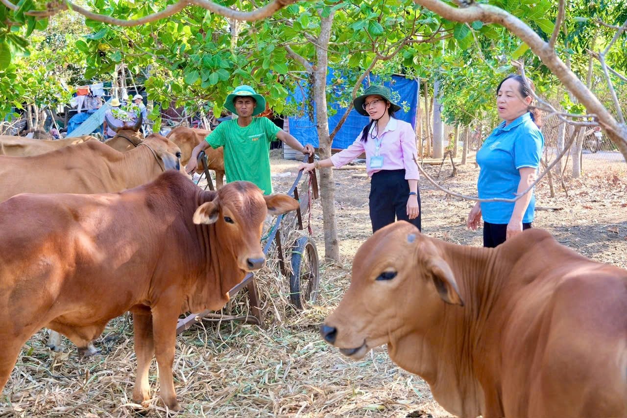 Cán bộ Phòng Giao dịch NHCSXH huyện Lộc Ninh đến thăm, kiểm tra hộ gia đình trên địa bàn xã Lộc Phú vay vốn đầu tư chăn nuôi bò, phục vụ sản xuất