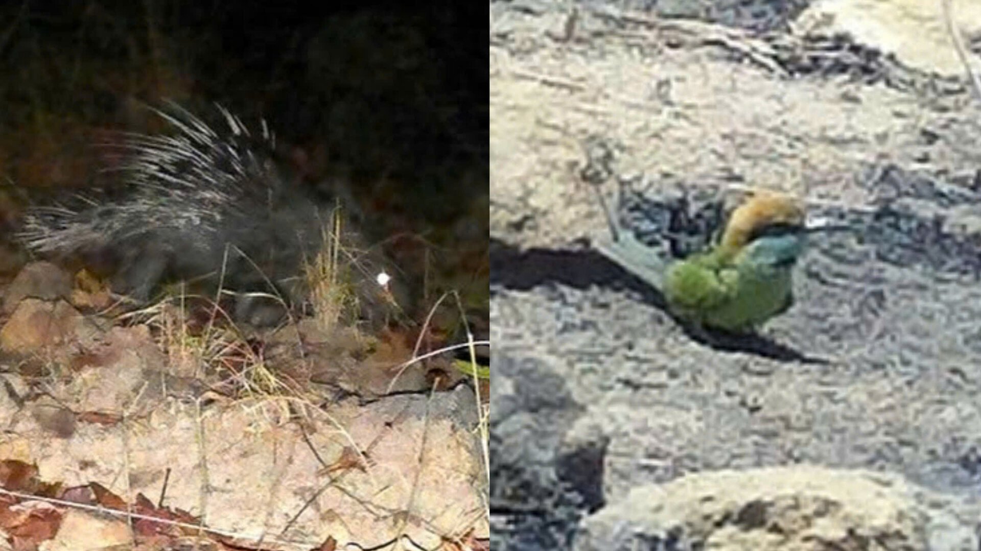 Bewundern Sie 24 seltene Vogel- und Tierarten im Schutzwald in Binh Thuan - 17