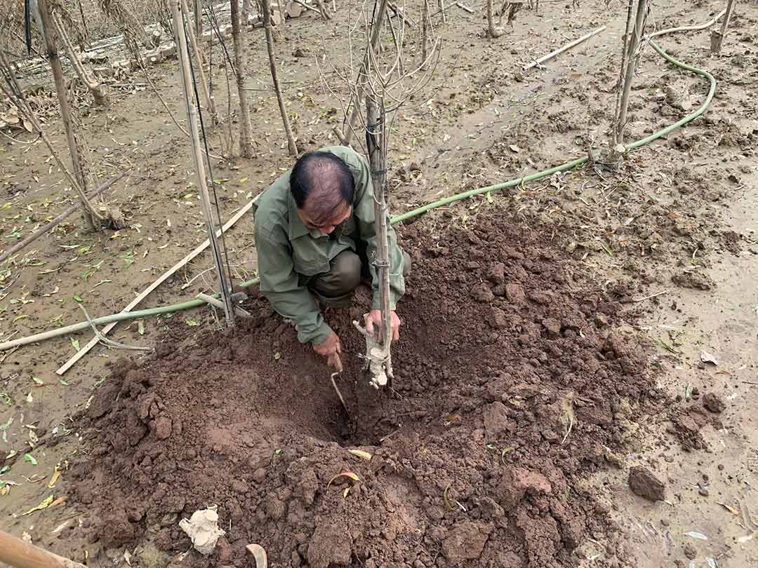 يقوم التجار بحفر أشجار الخوخ الميتة لاستبدالها بأخرى جديدة. الصورة: نهات مينه