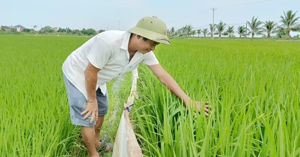 Dieser Bauer aus Thai Binh, der einst als „verrückt“ galt, besitzt heute 25 Hektar Reisanbau und erntet jedes Jahr 200 Tonnen Reis.