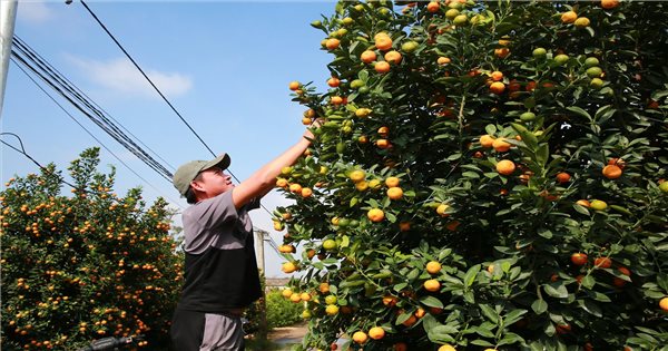 中部地方のキンカンの首都は旧正月の時期に賑わう