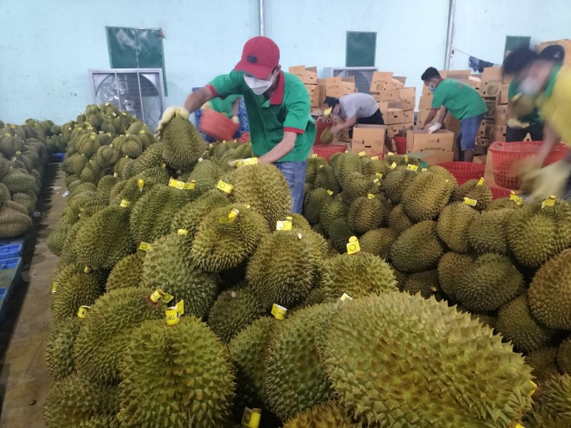 タイへのドリアン輸出が急増