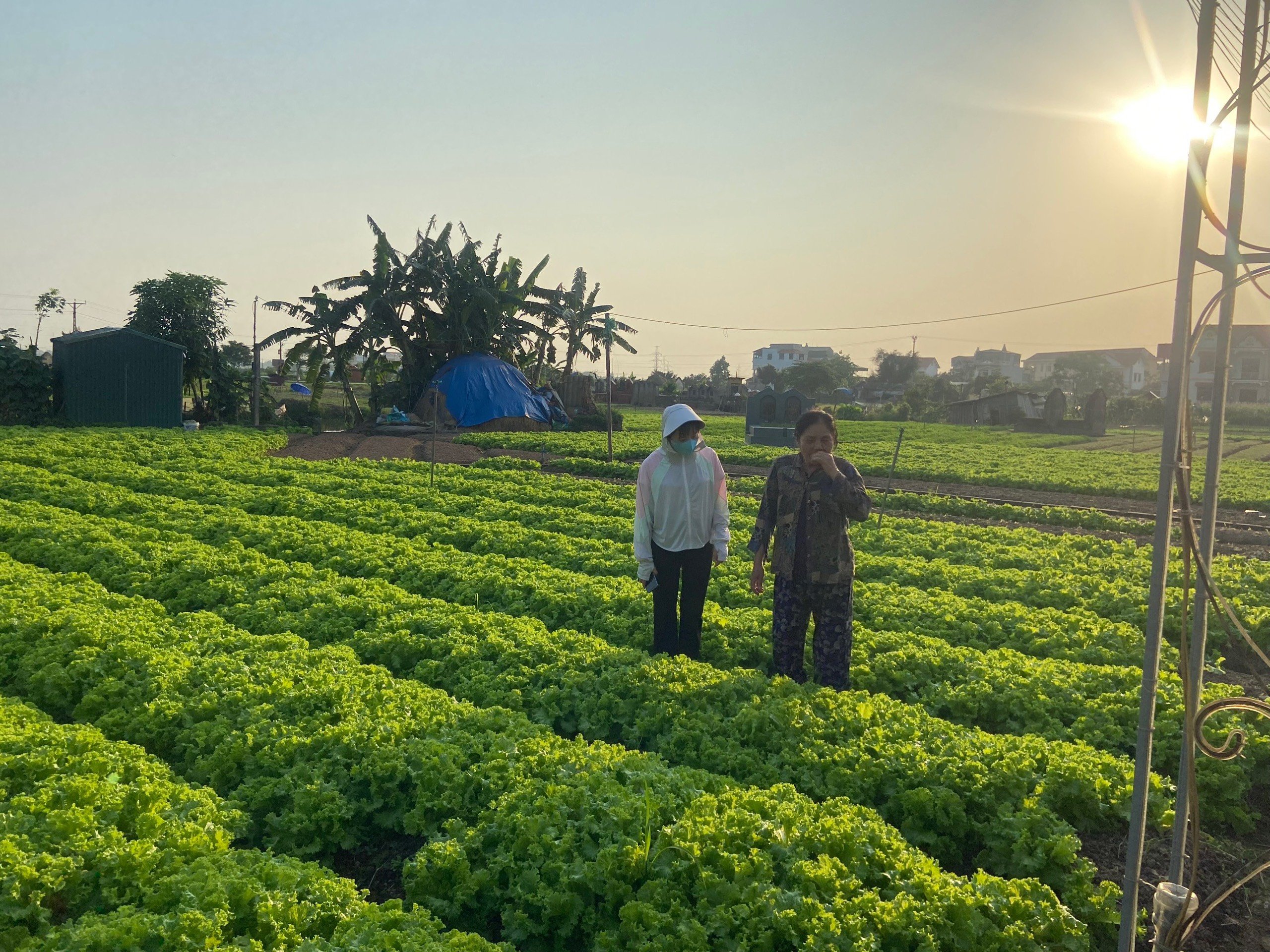 Hải Dương: Khuyến khích hội viên phụ nữ mạnh dạn chuyển đổi cơ cấu kinh tế, tổ liên kết, hợp tác xã- Ảnh 3.