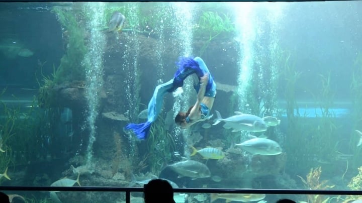 What's strange about Vinpearl Aquarium - Phu Quoc's entertainment paradise? - 3