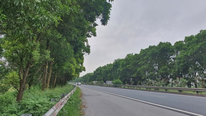 Image de 100 000 arbres abattus des deux côtés de l'autoroute Cau Gie Ninh Binh