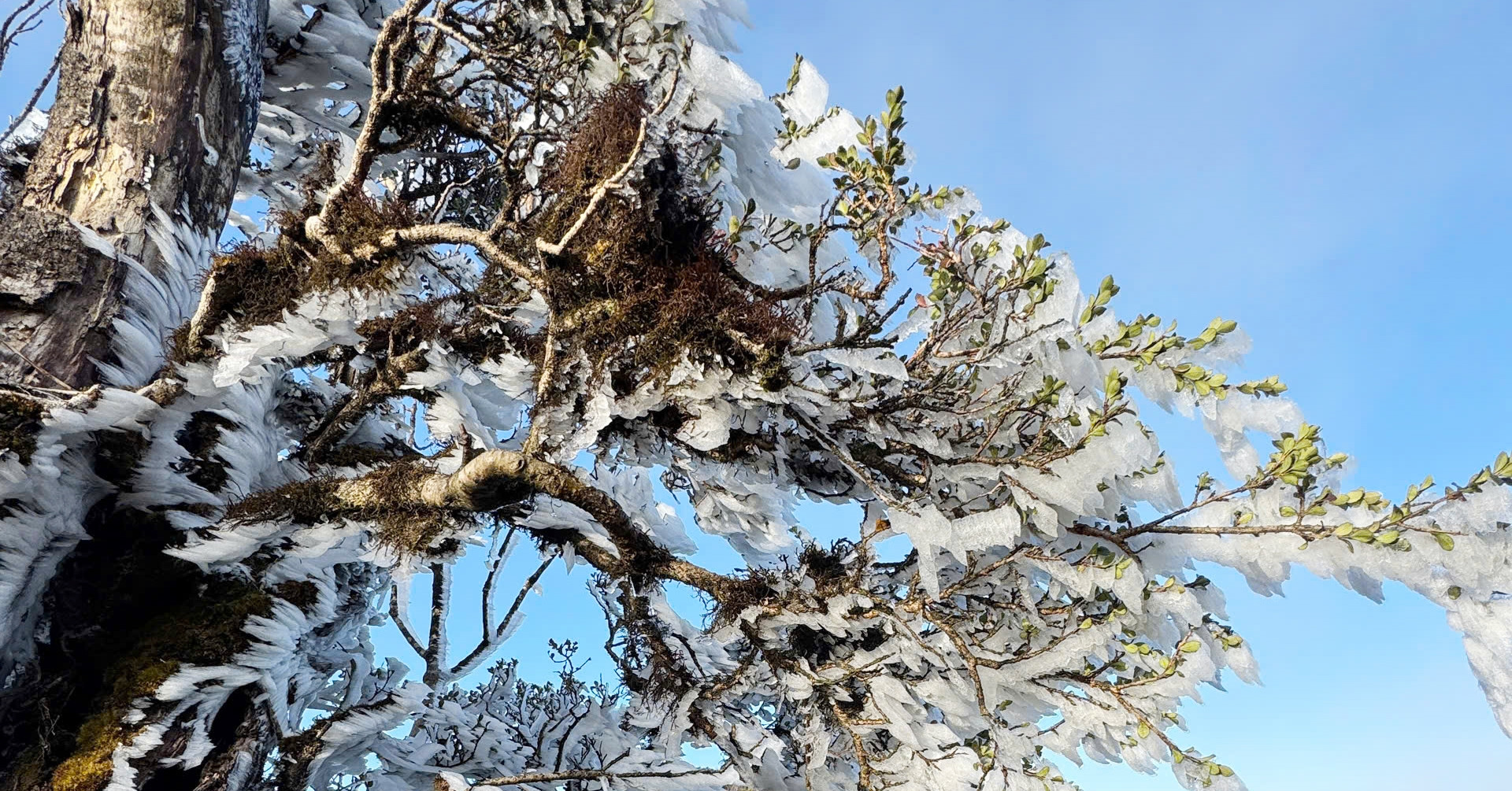 大雪山の頂上に初めて霜が降りる