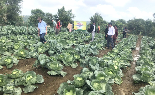 Giữa vùng đất nắng gió Quảng Ngãi có một thảo nguyên bao la, nông dân đang trồng thử đủ loại rau xứ lạnh- Ảnh 1.