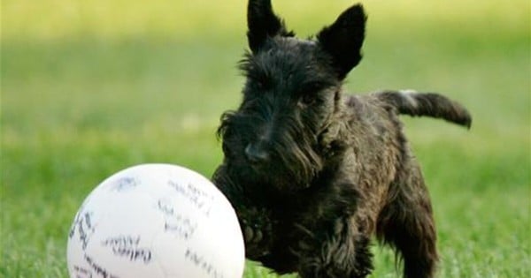 Können Hunde die Bedeutung vieler Substantive verstehen?