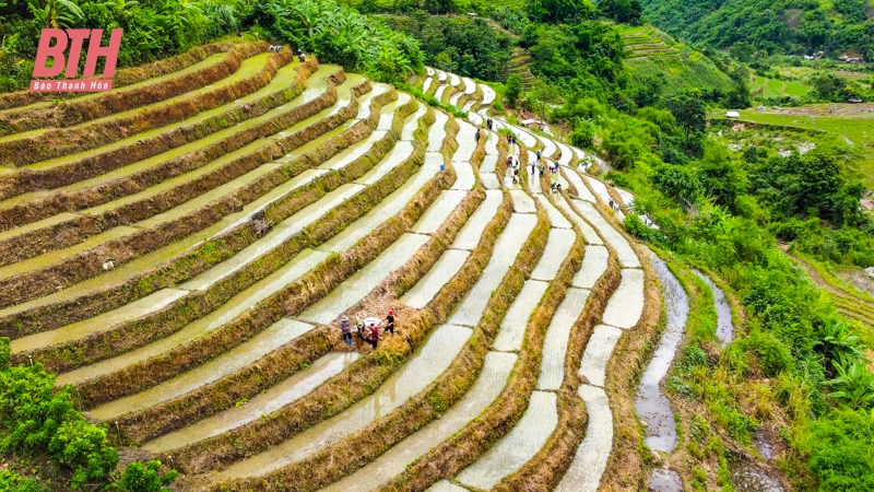 ไปทำงานที่ทุ่งนาในเขตชายแดนห่างไกลของThanh Hoa