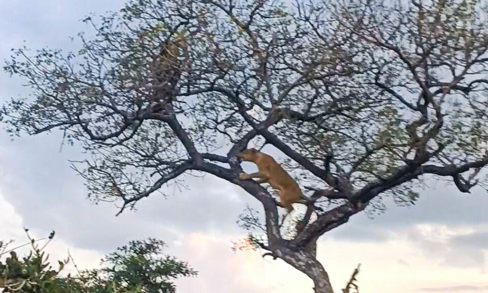 Los elefantes salvan a un leopardo de los leones