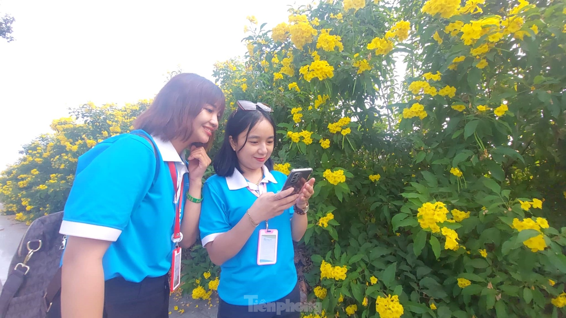 Les clochettes jaunes en pleine floraison, les rues de Binh Duong sont aussi belles que des photos 9