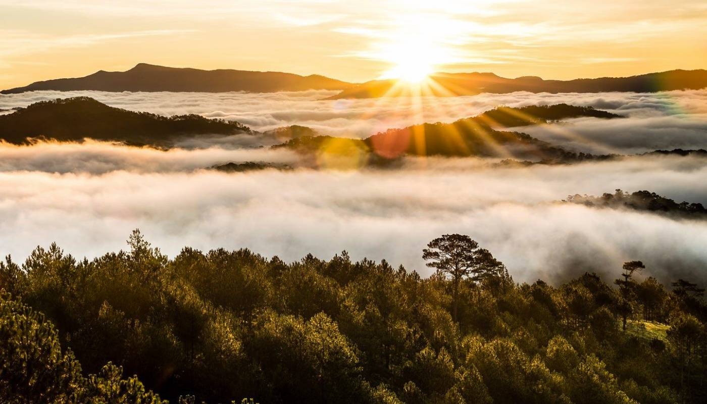 The best cloud hunting season in the capital of Ngoc Linh ginseng