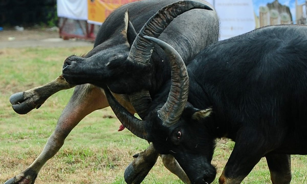 The feat of raising fighting buffaloes