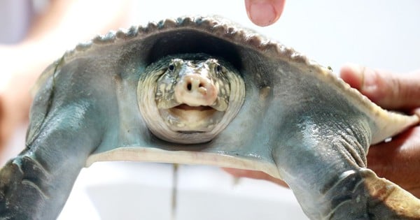 レッドブックに掲載されている野生動物であるカブトガニがカントーの住民によって飼育され、1kgあたり40万ドンで販売された。