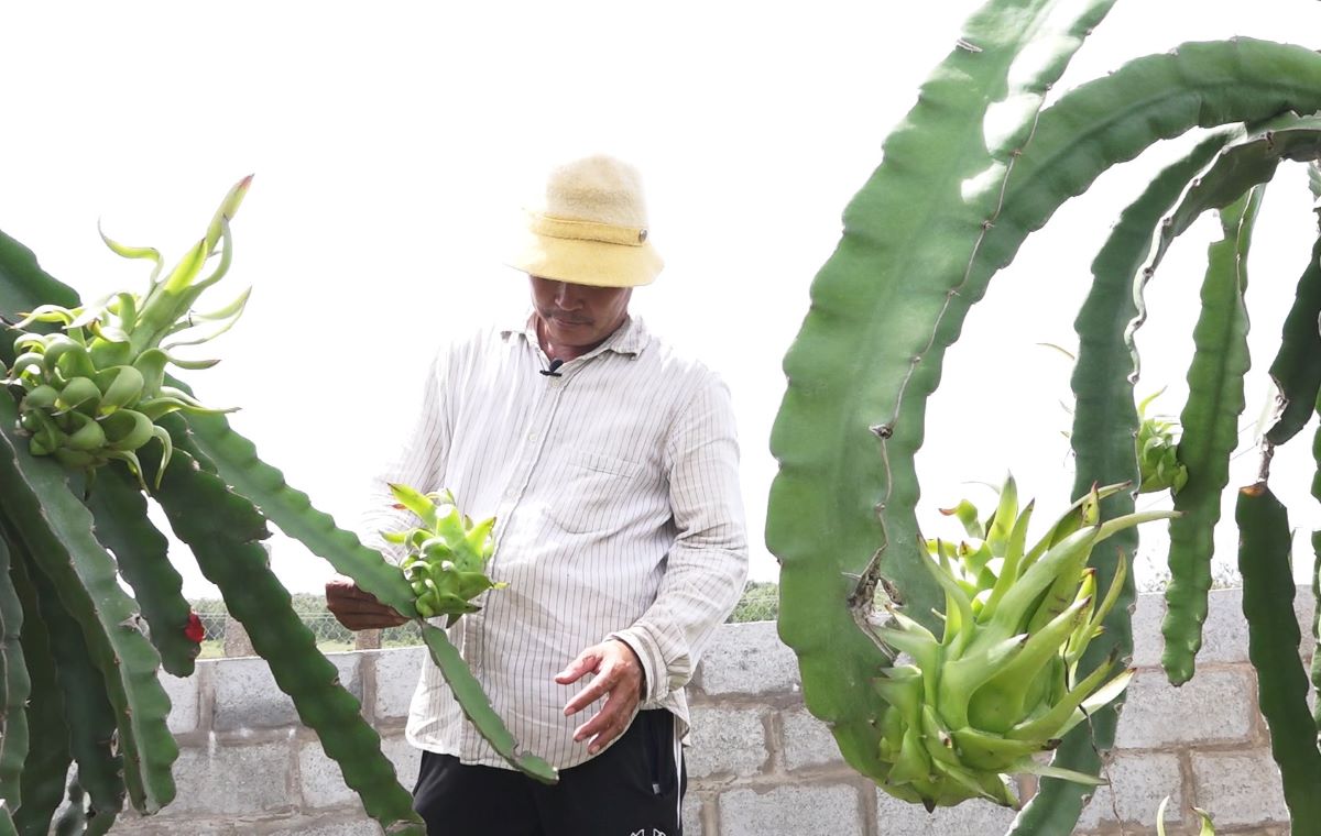 Growers regularly check dragon fruit. Photo: Duy Tuan