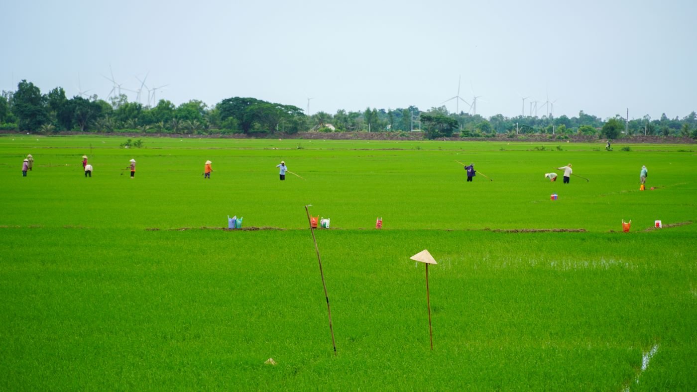 Thời điểm cấy, giặm lúa trên các cánh đồng đều nhộn nhịp người. Ảnh: Phương Anh