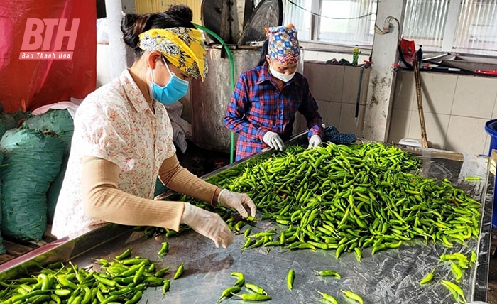 Đa dạng các sản phẩm nông sản xuất khẩu