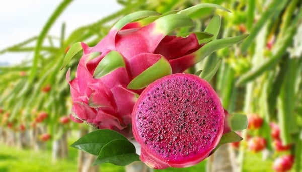 Pepper prices plummet; red-fleshed dragon fruit prices drop sharply